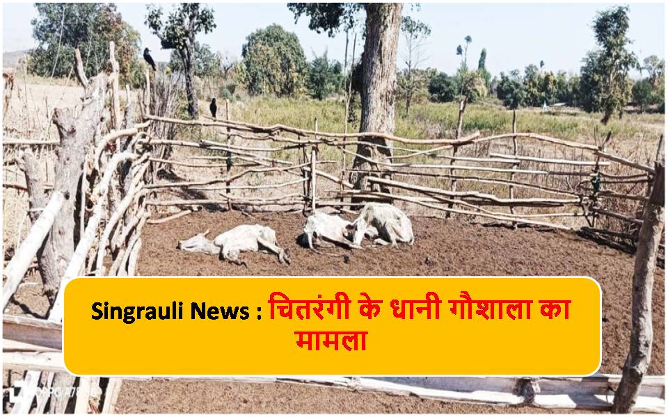 Singrauli News : गौशाला बन गई मौतशाला, भूख-प्यास से दम तोड़ रहे मवेशी