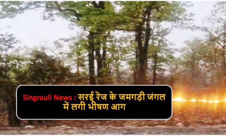Singrauli News : सरई रेंज के जमगड़ी जंगल में लगी भीषण आग