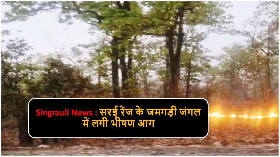 Singrauli News : सरई रेंज के जमगड़ी जंगल में लगी भीषण आग