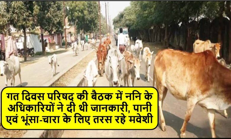 Singrauli News : नगरीय क्षेत्र में इन दिनों रोजाना आधा सैकड़ा से अधिक मवेशी तोड़ रहे दम