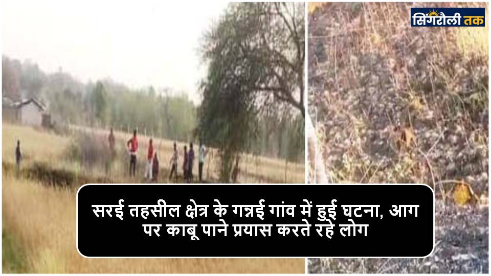 Singrauli News : खेत में लगी आग, गेहूं की फसल जलकर खाक