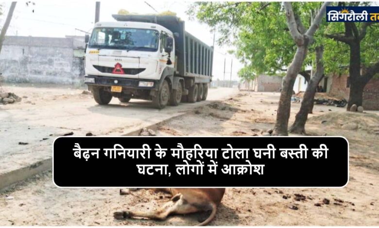 Singrauli News : पेड़ से टकराया हाइवा वाहन, दो गायों की अकाल मौत