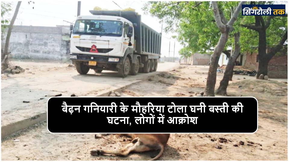 Singrauli News : पेड़ से टकराया हाइवा वाहन, दो गायों की अकाल मौत