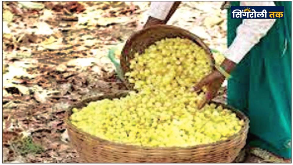 MP News : ग्रामीण क्षेत्रों में कम दामों में महुआ खरीदी के लिए बिचौलिए सक्रिय