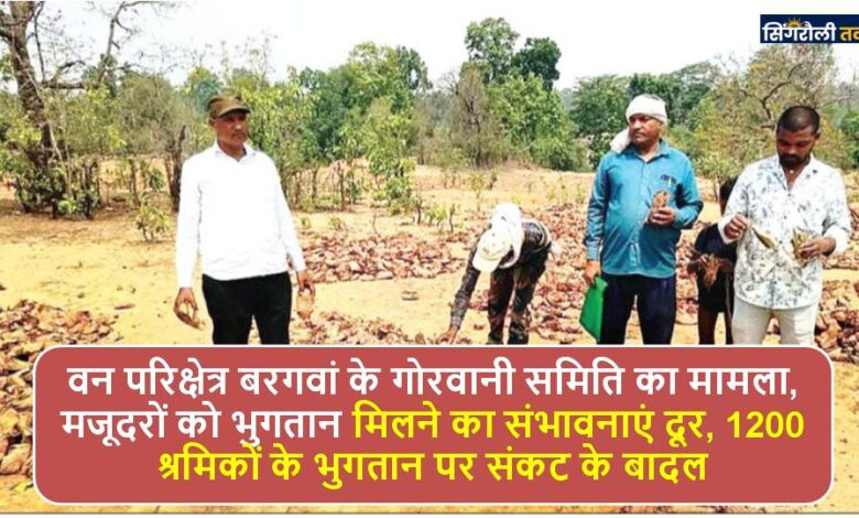 Singrauli News: दो समितियों के साढ़े आठ लाख तेंदूपत्ता को ठेकेदार ने किया रिजेक्ट