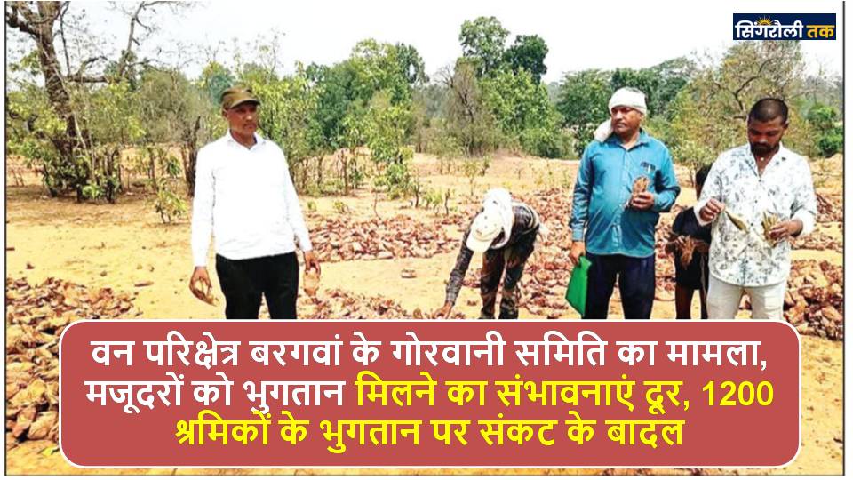 Singrauli News: दो समितियों के साढ़े आठ लाख तेंदूपत्ता को ठेकेदार ने किया रिजेक्ट
