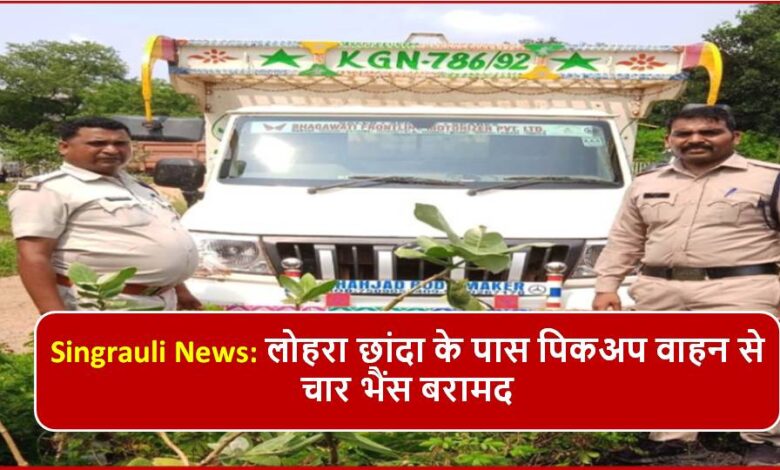 Singrauli News: लोहरा छांदा के पास पिकअप वाहन से चार भैंस बरामद