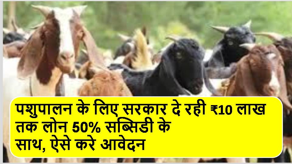 The government is offering a loan of up to Rs 10 lakh for animal husbandry with 50% subsidy; apply this way.