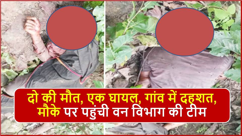 Singrauli News: खनुआ के जंगल में भालू ने बोला हमला