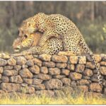 दक्षिण वन क्षेत्र में तेंदुआ जोड़े की मेटिंग का दुर्लभ दृश्य कैमरे में कैद