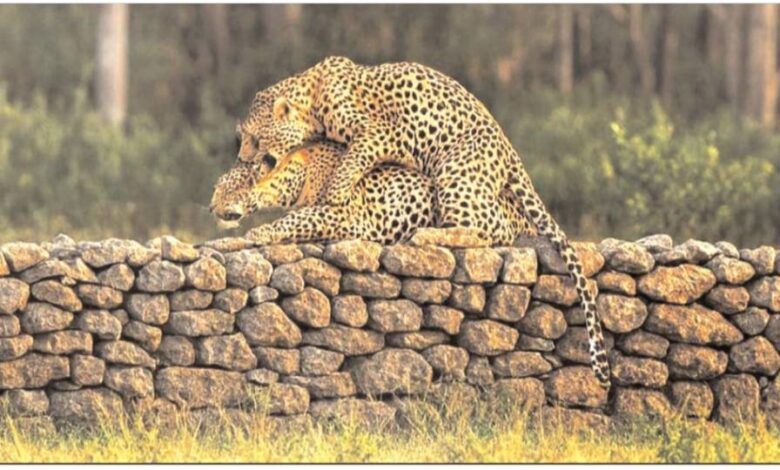 दक्षिण वन क्षेत्र में तेंदुआ जोड़े की मेटिंग का दुर्लभ दृश्य कैमरे में कैद