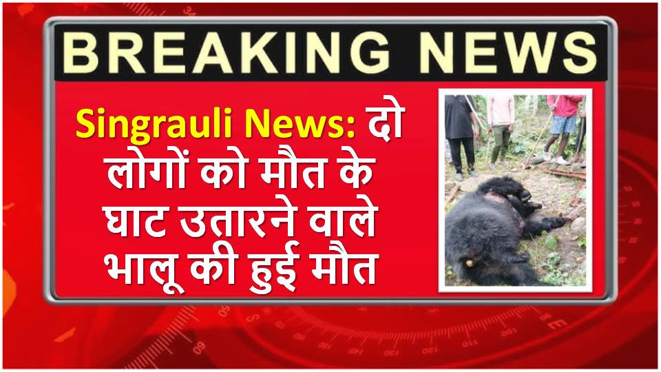 Singrauli News: दो लोगों को मौत के घाट उतारने वाले भालू की हुई मौत