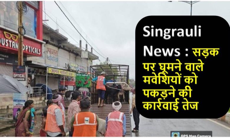 Singrauli News : सड़क पर घूमने वाले मवेशियों को पकड़ने की कार्रवाई तेज